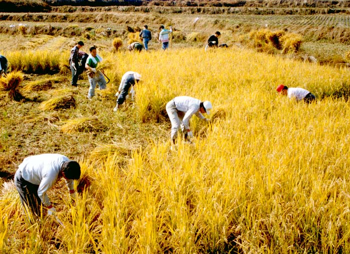 농촌일손돕기 벼베기행사