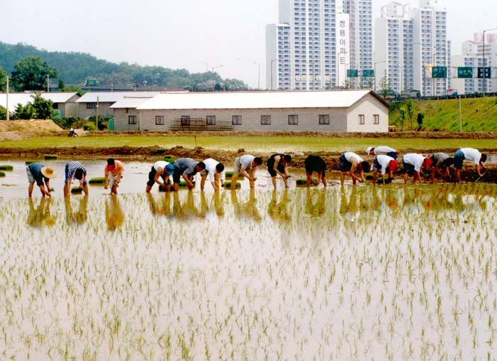농촌일손돕기 모내기행사