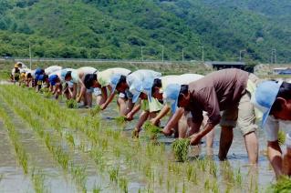 모내기