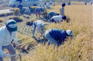 벼베기 일손 돕기