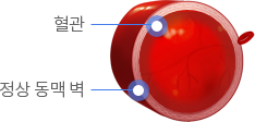 혈관, 정상 동맥 벽 이미지