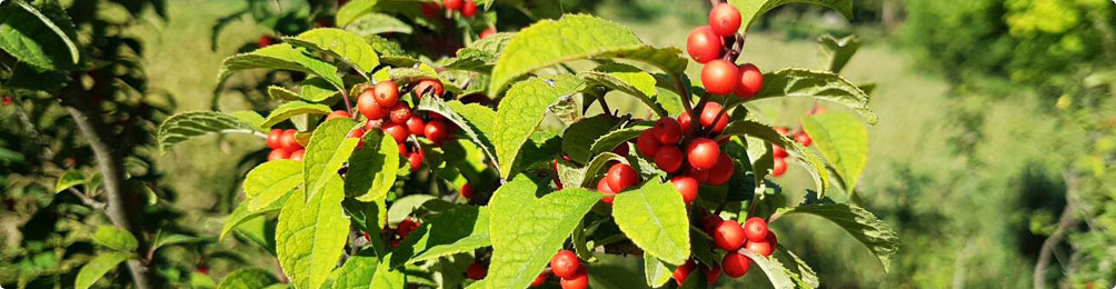 나무 고아원 사진5