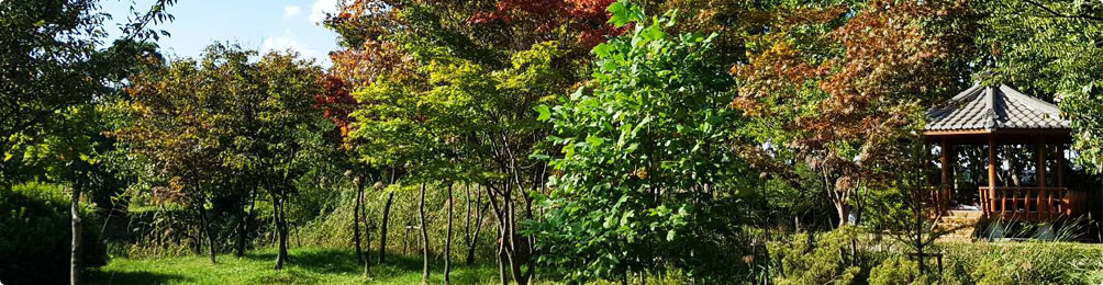 나무 고아원 사진6